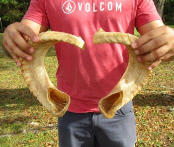 24-1/2 inches Matching Pair of Merino Ram, Sheep Horns for Sale (1 Right, 1 Left) for $49.99