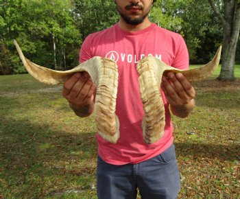 22 and 22-3/4 inches Matching Pair of Sheep Horns for Sale (1 Right, 1 Left) for $43.99