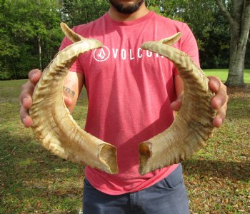 22 and 22-3/4 inches Matching Pair of Sheep Horns for Sale (1 Right, 1 Left) for $43.99