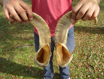 22 and 22-3/4 inches Matching Pair of Sheep Horns for Sale (1 Right, 1 Left) for $43.99