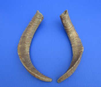 2 Raw African Goat Horns, 16-1/4 and 18 inches (1 right, 1 l left) for $14.00 each