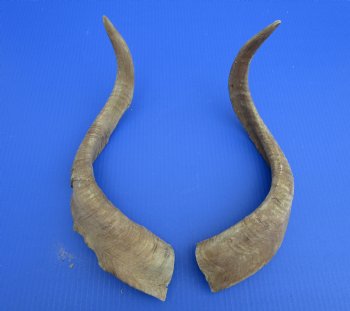 2 Raw African Goat Horns, 20 inches (1 right, 1 l left) for $18.50 each