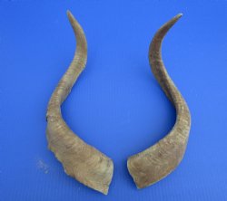 2 Raw African Goat Horns, 20 inches (1 right, 1 l left) for $18.50 each
