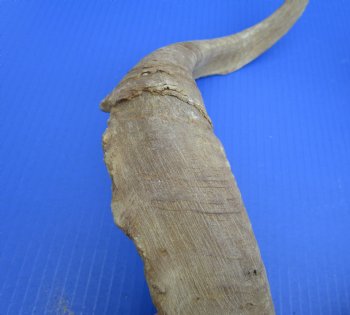 2 Raw African Goat Horns, 20 inches (1 right, 1 l left) for $18.50 each