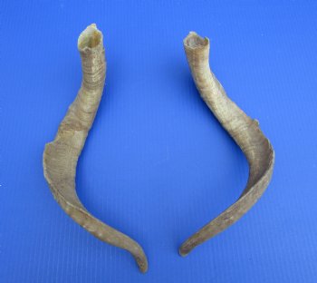 2 Raw African Goat Horns, 20 inches (1 right, 1 l left) for $18.50 each