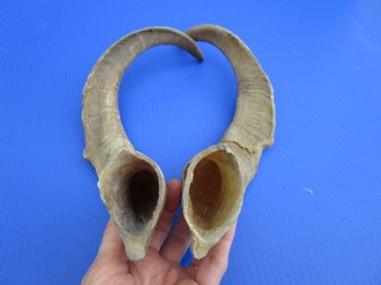 2 Raw African Goat Horns, 20 inches (1 right, 1 l left) for $18.50 each