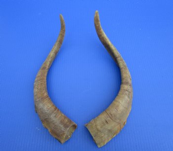 2 Raw African Goat Horns, 17-1/4 and 18-3/4 inches (1 right, 1 l left) for $14.00 each