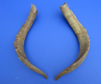 2 Raw African Goat Horns, 17-1/4 and 18-3/4 inches (1 right, 1 l left) for $14.00 each