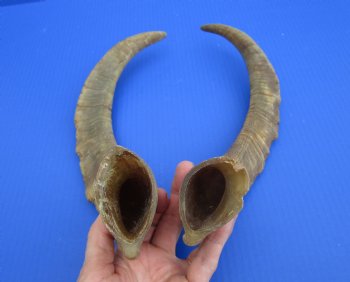 2 Raw African Goat Horns, 17-1/4 and 18-3/4 inches (1 right, 1 l left) for $14.00 each