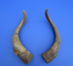 2 Raw African Goat Horns, 16-1/4 and 16-3/4 inches (1 right, 1 l left) for $14.00 each