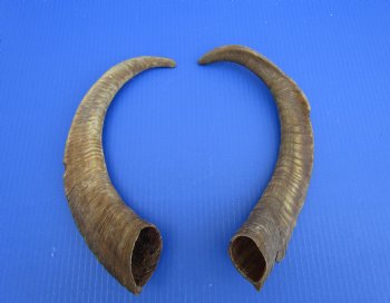 2 Raw African Goat Horns, 16-1/4 and 16-7/8 inches (1 right, 1 l left) for $14.00 each