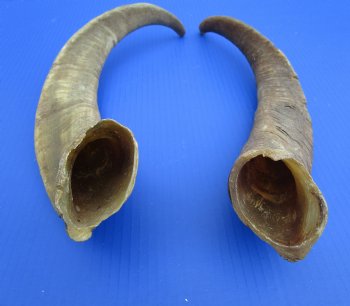 2 Raw African Goat Horns, 17-1/4 and 19-1/2 inches (1 right, 1 l left) for $14.00 each