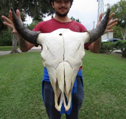 Bison Skull, American Buffalo Skull, 23-1/2 inches wide  - Buy this one for $144.99 <font color=red> CANNOT BE SHIPPED PRIORITY MAIL </font>