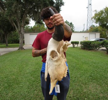Bison Skull, American Buffalo Skull, 23-1/2 inches wide  - Buy this one for $144.99 <font color=red> CANNOT BE SHIPPED PRIORITY MAIL </font>