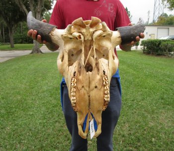 Bison Skull, American Buffalo Skull, 23-1/2 inches wide  - Buy this one for $144.99 <font color=red> CANNOT BE SHIPPED PRIORITY MAIL </font>