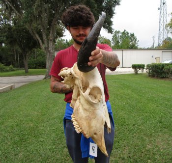 Bison Skull, American Buffalo Skull, 23-1/2 inches wide  - Buy this one for $144.99 <font color=red> CANNOT BE SHIPPED PRIORITY MAIL </font>
