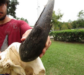 Bison Skull, American Buffalo Skull, 23-1/2 inches wide  - Buy this one for $144.99 <font color=red> CANNOT BE SHIPPED PRIORITY MAIL </font>