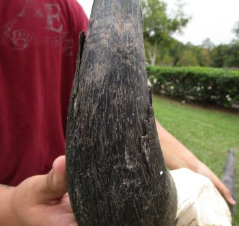 Bison Skull, American Buffalo Skull, 23-1/2 inches wide  - Buy this one for $144.99 <font color=red> CANNOT BE SHIPPED PRIORITY MAIL </font>