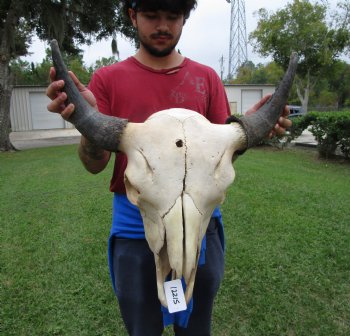 Bison Skull, American Buffalo Skull, 23 inches wide  - Buy this one for $144.99 <font color=red> CANNOT BE SHIPPED PRIORITY MAIL </font>