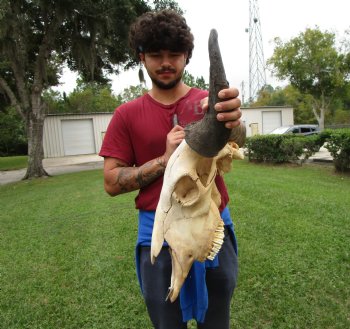Bison Skull, American Buffalo Skull, 23 inches wide  - Buy this one for $144.99 <font color=red> CANNOT BE SHIPPED PRIORITY MAIL </font>