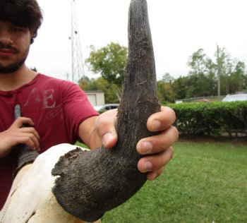 Bison Skull, American Buffalo Skull, 23 inches wide  - Buy this one for $144.99 <font color=red> CANNOT BE SHIPPED PRIORITY MAIL </font>