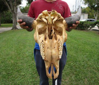 Bison Skull, American Buffalo Skull, 23 inches wide  - Buy this one for $144.99 <font color=red> CANNOT BE SHIPPED PRIORITY MAIL </font>