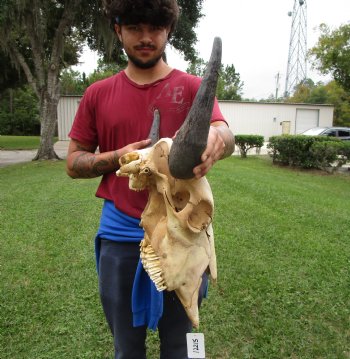 Bison Skull, American Buffalo Skull, 23 inches wide  - Buy this one for $144.99 <font color=red> CANNOT BE SHIPPED PRIORITY MAIL </font>