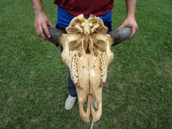 Bison Skull, American Buffalo Skull, 23 inches wide  - Buy this one for $144.99 <font color=red> CANNOT BE SHIPPED PRIORITY MAIL </font>