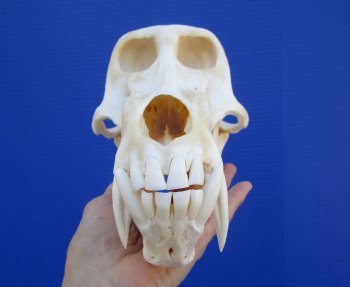 9 inches Male Chacma Baboon Skull for Sale (CITES #P-00028466) - Buy this one for $299.99 (Shipped Signature Required)