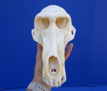 9 inches Male Chacma Baboon Skull for Sale (CITES #P-00028466) - Buy this one for $299.99 (Shipped Signature Required)