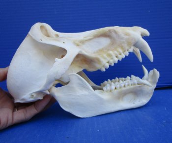 9 inches Male Chacma Baboon Skull for Sale (CITES #P-00028466) - Buy this one for $299.99 (Shipped Signature Required)