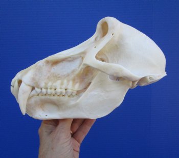 9 inches Male Chacma Baboon Skull for Sale (CITES #P-00028466) - Buy this one for $299.99 (Shipped Signature Required)
