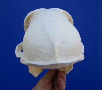 9 inches Male Chacma Baboon Skull for Sale (CITES #P-00028466) - Buy this one for $299.99 (Shipped Signature Required)
