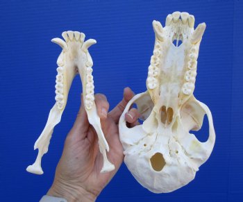 9 inches Male Chacma Baboon Skull for Sale (CITES #P-00028466) - Buy this one for $299.99 (Shipped Signature Required)