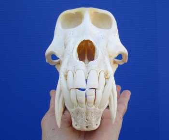 8-1/2 inches Male Chacma Baboon Skull for Sale (CITES #P-00028466) - Buy this one for $299.99 (Shipped Signature Required)