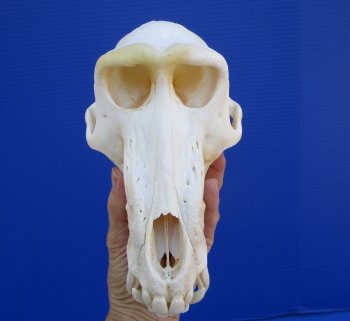 8-1/2 inches Male Chacma Baboon Skull for Sale (CITES #P-00028466) - Buy this one for $299.99 (Shipped Signature Required)