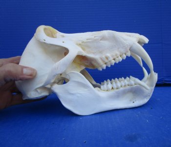 8-1/2 inches Male Chacma Baboon Skull for Sale (CITES #P-00028466) - Buy this one for $299.99 (Shipped Signature Required)