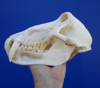 8-1/2 inches Male Chacma Baboon Skull for Sale (CITES #P-00028466) - Buy this one for $299.99 (Shipped Signature Required)