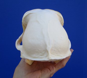 8-1/2 inches Male Chacma Baboon Skull for Sale (CITES #P-00028466) - Buy this one for $299.99 (Shipped Signature Required)