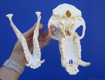 8-1/2 inches Male Chacma Baboon Skull for Sale (CITES #P-00028466) - Buy this one for $299.99 (Shipped Signature Required)