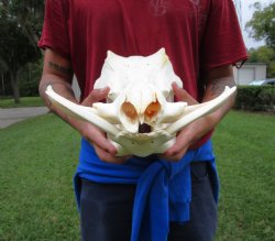 14 inches Authentic African Warthog Skull with 6-1/4 inches Tusks <font color=red> Grade B </font> - Buy for $139.99