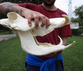 14 inches Authentic African Warthog Skull with 6-1/4 inches Tusks <font color=red> Grade B </font> - Buy for $139.99