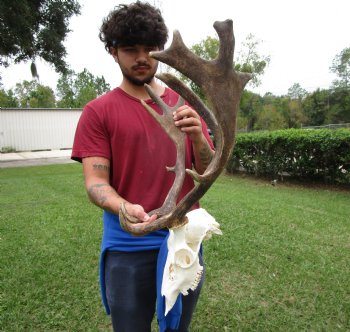 19 inches wide African Fallow Deer Skull with antlers  (REQUIRES A LARGE BOX)- You are buying this for $124.99