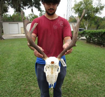 19 inches wide African Fallow Deer Skull with antlers  (REQUIRES A LARGE BOX)- You are buying this for $124.99