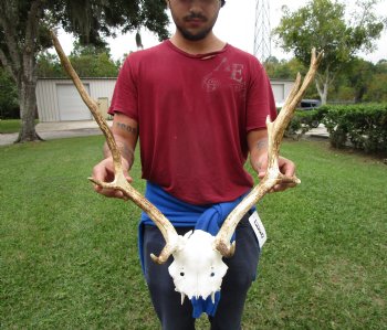 20 inches wide Fallow Deer Antlers on Skull Plate (crack) - Buy this one for $69.99