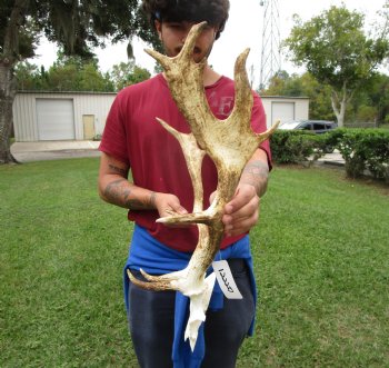 20 inches wide Fallow Deer Antlers on Skull Plate (crack) - Buy this one for $69.99