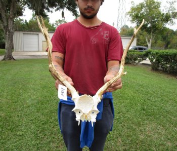 20 inches wide Fallow Deer Antlers on Skull Plate (crack) - Buy this one for $69.99