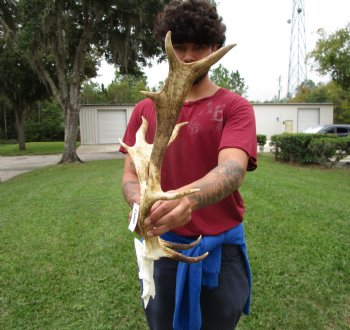 20 inches wide Fallow Deer Antlers on Skull Plate (crack) - Buy this one for $69.99