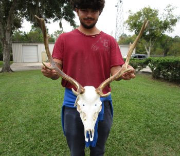 21-1/2 inches wide African Fallow Deer Skull with antlers (REQUIRES A LARGE BOX) - You are buying this for $124.99