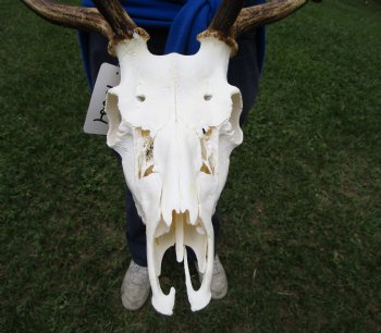 21-1/2 inches wide African Fallow Deer Skull with antlers (REQUIRES A LARGE BOX) - You are buying this for $124.99